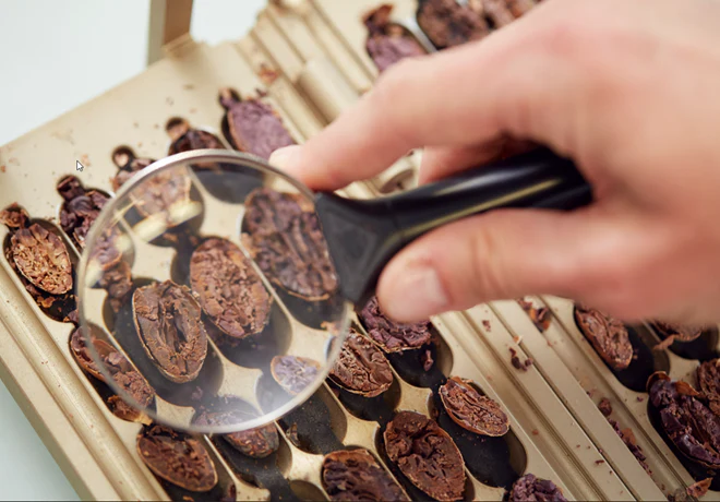 a quality inspector of cocoa or lab shot of cocoa