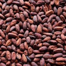 raw cocoa seed